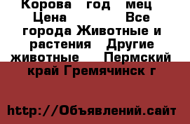 Корова 1 год 4 мец › Цена ­ 27 000 - Все города Животные и растения » Другие животные   . Пермский край,Гремячинск г.